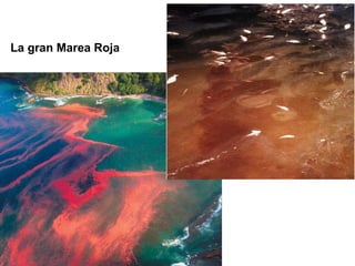 La gran Marea Roja 