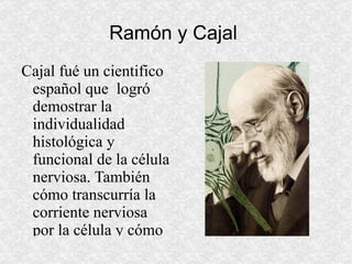 Ramón y Cajal  Cajal fué un cientifico español que  logró demostrar la individualidad histológica y funcional de la célula nerviosa. También cómo transcurría la corriente nerviosa por la célula y cómo se comunicaban entre sí. 