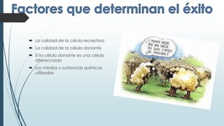  La calidad de la célula receptora
 La calidad de la célula donante
 Si la célula donante es una célula
diferenciada
 Los medios y sustancias químicas
utilizadas
 