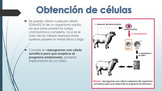  Se puede utilizar cualquier célula
SOMATICA de un organismo adulto,
ya que estas poseen la carga
cromosómica completa, no e es el
caso de las células reproductoras
quienes poseen la mitad de la carga.
 Consiste en reprogramar una célula
somática para que empiece el
programa embrionario, posterior
implantación en un útero.
 