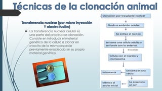  La transferencia nuclear celular es
una parte del proceso de clonación.
Consiste en introducir el material
genético de la célula a clonar en
ovocito de la misma especie
previamente enucleado sin su propio
material genético
 