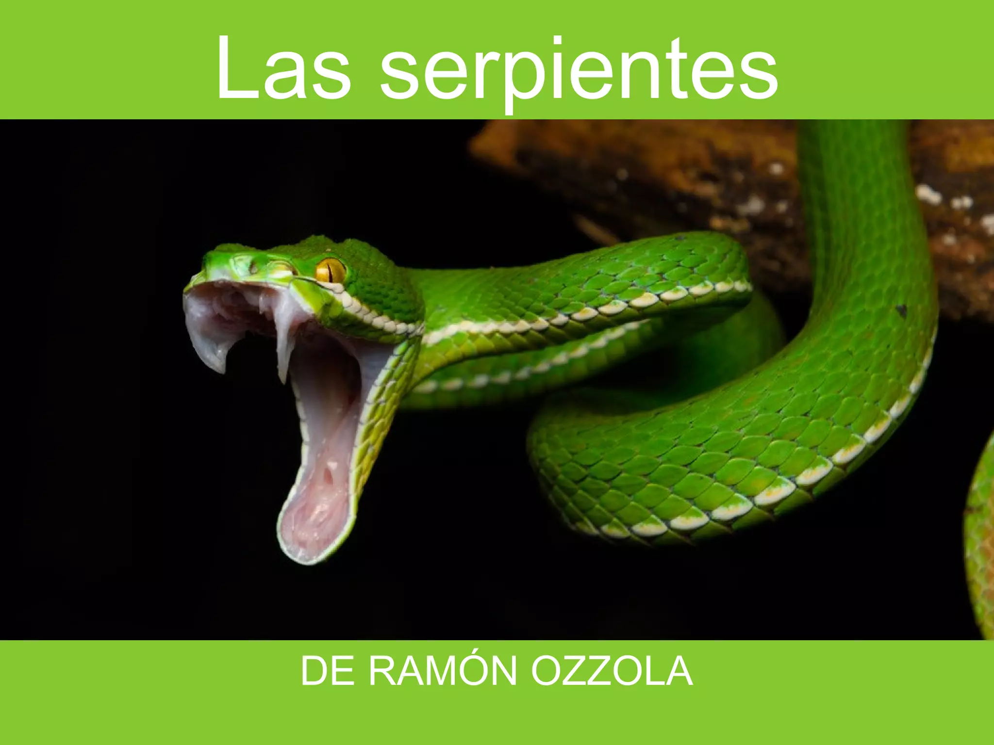 Las serpientes
DE RAMÓN OZZOLA
 