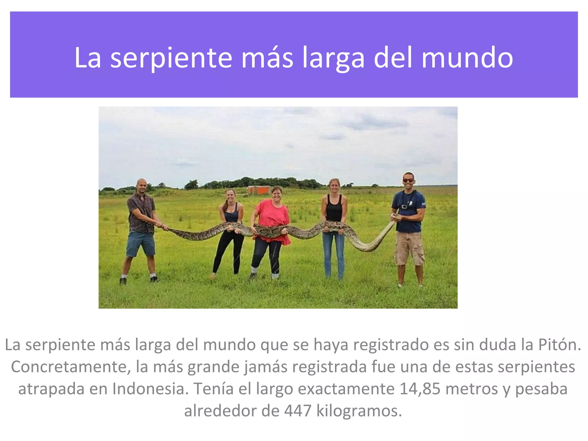 La serpiente más larga del mundo
La serpiente más larga del mundo que se haya registrado es sin duda la Pitón.
Concretamente, la más grande jamás registrada fue una de estas serpientes
atrapada en Indonesia. Tenía el largo exactamente 14,85 metros y pesaba
alrededor de 447 kilogramos.
 