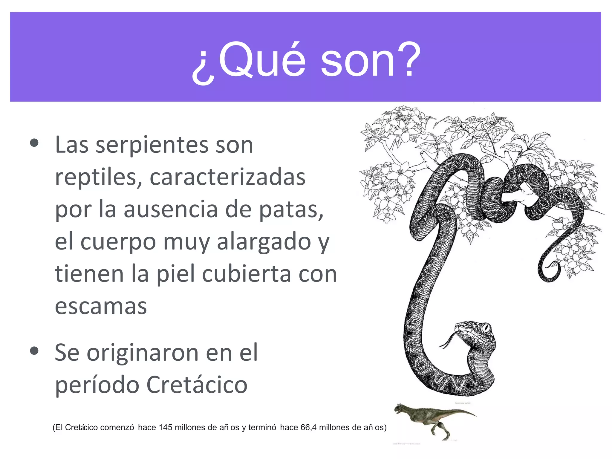 • Las serpientes son 
reptiles, caracterizadas 
por la ausencia de patas, 
el cuerpo muy alargado y 
tienen la piel cubierta con 
escamas
• Se originaron en el 
período Cretácico
(El Cretácico comenzó hace 145 millones de añ os y terminó hace 66,4 millones de añ os)
¿Qué son?
 