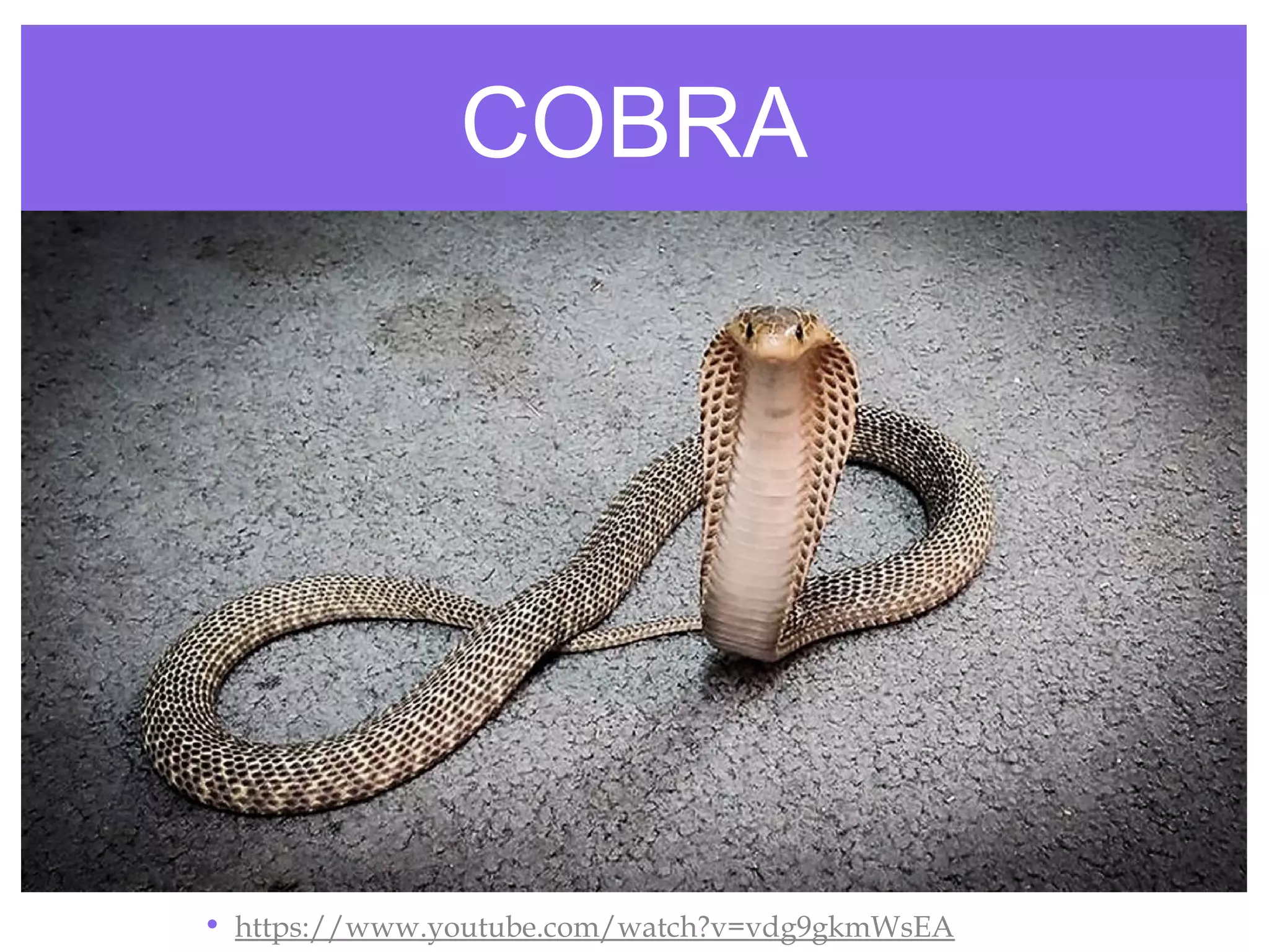 COBRA
• https://www.youtube.com/watch?v=vdg9gkmWsEA
 