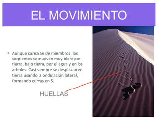 EL MOVIMIENTO
• Aunque carezcan de miembros, las
serpientes se mueven muy bien: por
tierra, bajo tierra, por el agua y en los
arboles. Casi siempre se desplazan en
tierra usando la ondulación lateral,
formando curvas en S.
HUELLAS
 