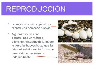 REPRODUCCIÓN
• La mayoría de las serpientes se
reproducen poniendo huevos
• Algunas especies han
desarrollado un método
diferente, el cuerpo de la madre
retiene los huevos hasta que las
crías están totalmente formadas
para vivir de una manera
independiente.
 