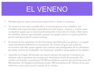 EL VENENO
• Muchas especies usan veneno para inmovilizar o matar a sus presas.
• El veneno es una saliva modificada y se inyecta gracias a los colmillos. Los
colmillos más especializados (vipéridos) son muy largos y huecos, y actúan como
verdaderas agujas que se clavan profundamente e inyectan el veneno. Otros tipos
de colmillos, menos especializados, poseen un simple canal en su parte posterior
por la cual desciende el veneno (cobras).
• El veneno de las serpientes es con frecuencia específico para sus presas, y su papel
como mecanismo defensivo es secundario. El veneno, al igual que todas las
secreciones salivales, posee agentes que realizan una predigestión de los alimentos;
por tanto, incluso las serpientes "no venenosas" pueden causar daños en los tejidos
• Australia es el lugar del mundo con mayor número de especies venenosas; no
obstante solo se produce una muerte por mordedura al año de promedio. En
cambio, en la India, se producen 250 000 mordeduras anuales que producen unos 50
000 muertos. En España se producen al año 1500 mordeduras de víboras de las que​
entre tres y cinco provocan la muerte de la víctima
 