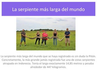 La serpiente más larga del mundo
La serpiente más larga del mundo que se haya registrado es sin duda la Pitón.
Concretamente, la más grande jamás registrada fue una de estas serpientes
atrapada en Indonesia. Tenía el largo exactamente 14,85 metros y pesaba
alrededor de 447 kilogramos.
 