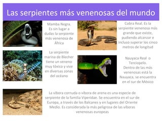 Las serpientes más venenosas del mundo
Mamba Negra.
Es sin lugar a
dudas la serpiente
más venenosa de
África
La serpiente
marina de Blecher
tiene un veneno
muy tóxico y vive
en diversas zonas
del océano
Cobra Real. Es la
serpiente venenosa más
grande que existe,
pudiendo alcanzar e
incluso superar los cinco
metros de longitud
Nauyaca Real o
Terciopelo.
Dentro de las más
venenosas está la
Nauyaca, se encuentra
en el sur de México
La víbora cornuda o víbora de arena es una especie de
serpiente de la familia Viperidae. Se encuentra en el sur de
Europa, a través de los Balcanes y en lugares del Oriente
Medio. Es considerada la más peligrosa de las víboras
venenosas europeas
 