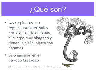 • Las serpientes son 
reptiles, caracterizadas 
por la ausencia de patas, 
el cuerpo muy alargado y 
tienen la piel cubierta con 
escamas
• Se originaron en el 
período Cretácico
(El Cretácico comenzó hace 145 millones de añ os y terminó hace 66,4 millones de añ os)
¿Qué son?
 