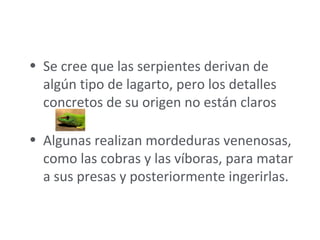 • Se cree que las serpientes derivan de 
algún tipo de lagarto, pero los detalles 
concretos de su origen no están claros
• Algunas realizan mordeduras venenosas, 
como las cobras y las víboras, para matar 
a sus presas y posteriormente ingerirlas.
 
