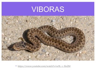 VIBORAS
• https://www.youtube.com/watch?v=w9L_c_fSo2M
 
