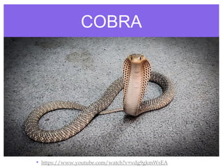 COBRA
• https://www.youtube.com/watch?v=vdg9gkmWsEA
 
