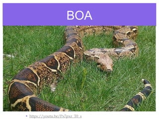 BOA
• https://youtu.be/Px7pxz_T0_s
 