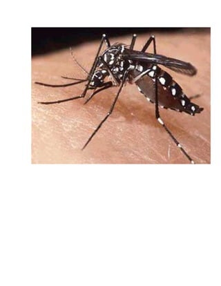 Ramones (recuperado) 3