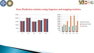 0
5000
10000
15000
20000
25000
V1 V2 V3 V4 V5
0
5000
10000
15000
20000
25000
30000
35000
40000
45000
50000
V1 V2 V3 V4 V5
Number of genes
Average gene length
Largest gene
Gene Prediction statistics using Augustus and mapping statistics
 