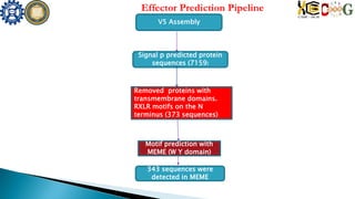 Effector Prediction Pipeline
V5 Assembly
Signal p predicted protein
sequences (7159)
Removed proteins with
transmembrane domains.
RXLR motifs on the N
terminus (373 sequences)
Motif prediction with
MEME (W Y domain)
343 sequences were
detected in MEME
 