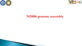 ND886 genome assembly
 