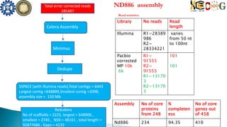 ND886 assemblyTotal error corrected reads
285487
Celera Assembly
Minimus
Dedupe
Library No reads Read
length
Illumina R1=28389
986
R2=
28334221
varies
from 50 nt
to 100nt
Pacbio
corrected
MP 10k
6k
R1=
91555
R2=
91555
R1=13170
3
R2=13170
3
101
101
Read statistics
SSPACE [with illumina reads],Total contigs = 6443
Largest contig =648889,Smallest contig =2098,
assembly size = 150 Mb
Redudans
No of scaffolds = 2225, largest = 648906 ,
smallest = 2745 , N50 = 48161 , total length =
92877686 , Gaps = 4133
Assembly No of core
proteins
from 248
%
completen
ess
No of core
genes out
of 458
Nd886 234 94.35 410
 