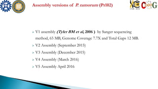  V1 assembly (Tyler BM et al, 2006 ) by Sanger sequencing
method, 65 MB, Genome Coverage 7.7X and Total Gaps 12 MB.
 V2 Assembly (September 2015)
 V3 Assembly (December 2015)
 V4 Assembly (March 2016)
 V5 Assembly April 2016
 