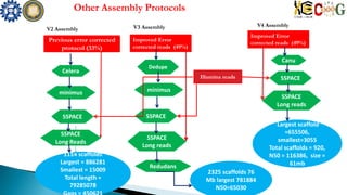 Improved Error
corrected reads (49%)
Illumina reads
Dedupe
Redudans
2325 scaffolds 76
Mb largest 781884
N50=65030
Canu
Largest scaffold
=655506,
smallest=3055
Total scaffolds = 920,
N50 = 116386, size =
61mb
V3 Assembly
Celera
minimus
SSPACE
SSPACE
Long Reads
1114 scaffolds
Largest = 886281
Smallest = 15009
Total length =
79285078
Previous error corrected
protocol (33%)
V2 Assembly
Other Assembly Protocols
minimus
SSPACE
SSPACE
Long reads
SSPACE
SSPACE
Long reads
Improved Error
corrected reads (49%)
V4 Assembly
 