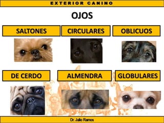 OJOS
SALTONES CIRCULARES OBLICUOS
DE CERDO ALMENDRA GLOBULARES
 