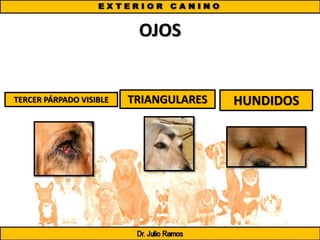 OJOS
TERCER PÁRPADO VISIBLE TRIANGULARES HUNDIDOS
 