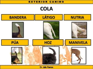 COLA
BANDERA LÁTIGO NUTRIA
PÚA HOZ MANIVELA
 