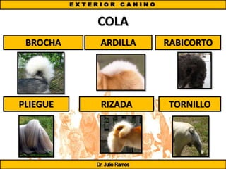 COLA
BROCHA ARDILLA RABICORTO
PLIEGUE RIZADA TORNILLO
 