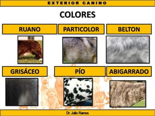 COLORES
RUANO PARTICOLOR BELTON
GRISÁCEO PÍO ABIGARRADO
 