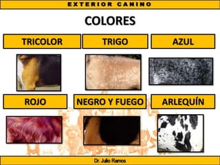 COLORES
TRICOLOR TRIGO AZUL
ROJO NEGRO Y FUEGO ARLEQUÍN
 