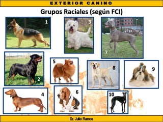 Grupos Raciales (según FCI)
1
2
4
3
5
6
7
8 9
10
 