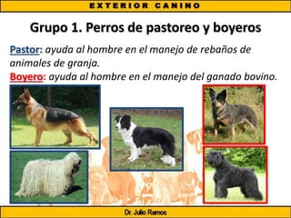Grupo 1. Perros de pastoreo y boyeros
Pastor: ayuda al hombre en el manejo de rebaños de
animales de granja.
Boyero: ayuda al hombre en el manejo del ganado bovino.
 