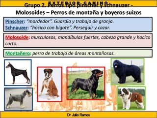 Grupo 2. Perros tipo pinscher y schnauzer -
Molosoides – Perros de montaña y boyeros suizos
Pinscher: “mordedor”. Guardia y trabajo de granja.
Schnauzer: “hocico con bigote”. Perseguir y cazar.
Molosoide: musculosos, mandíbulas fuertes, cabeza grande y hocico
corto.
Montañero: perro de trabajo de áreas montañosas.
 