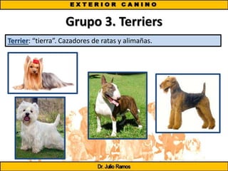 Grupo 3. Terriers
Terrier: “tierra”. Cazadores de ratas y alimañas.
 