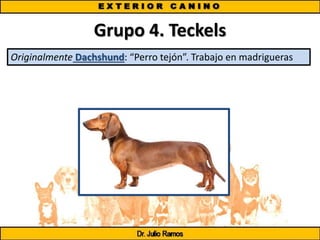 Grupo 4. Teckels
Originalmente Dachshund: “Perro tejón”. Trabajo en madrigueras
 