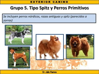 Grupo 5. Tipo Spitz y Perros Primitivos
Se incluyen perros nórdicos, razas antiguas y spitz (parecidos a
zorros)
 