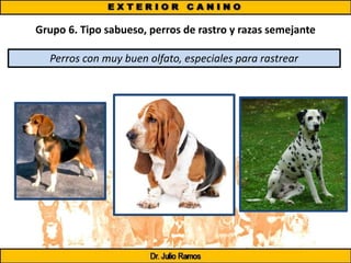 Grupo 6. Tipo sabueso, perros de rastro y razas semejante
Perros con muy buen olfato, especiales para rastrear
 