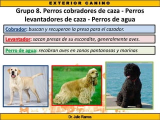 Grupo 8. Perros cobradores de caza - Perros
levantadores de caza - Perros de agua
Cobrador: buscan y recuperan la presa para el cazador.
Levantador: sacan presas de su escondite, generalmente aves.
Perro de agua: recobran aves en zonas pantanosas y marinas
 
