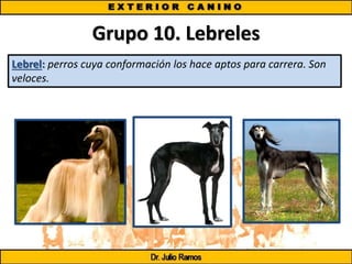 Grupo 10. Lebreles
Lebrel: perros cuya conformación los hace aptos para carrera. Son
veloces.
 