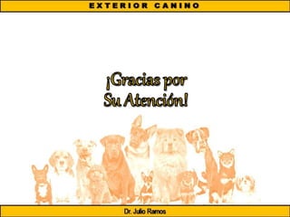 Exterior Canino