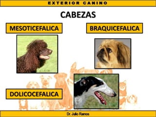 CABEZAS
MESOTICEFALICA BRAQUICEFALICA
DOLICOCEFALICA
 
