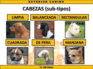 CABEZAS (sub-tipos)
LIMPIA BALANCEADA RECTANGULAR
CUADRADA DE PERA MANZANA
 