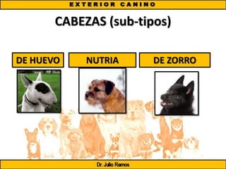 CABEZAS (sub-tipos)
DE HUEVO NUTRIA DE ZORRO
 