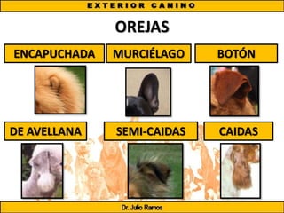 OREJAS
ENCAPUCHADA MURCIÉLAGO BOTÓN
DE AVELLANA SEMI-CAIDAS CAIDAS
 