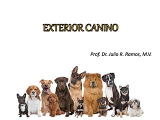 Prof. Dr. Julio R. Ramos, M.V.
 