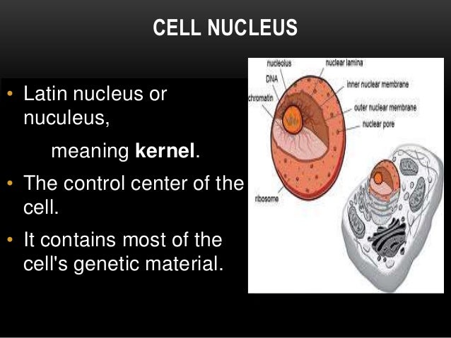 the discovery of the cell nucleus The nucleus is a highly specialized organelle that serves as the information processing and administrative center of the cell this organelle has two major functions: it stores the cell's hereditary material, or dna, and it coordinates the cell's activities, which include growth, intermediary . the discovery of the cell nucleus The nucleus is a highly specialized organelle that serves as the information processing and administrative center of the cell this organelle has two major functions: it stores the cell's hereditary material, or dna, and it coordinates the cell's activities, which include growth, intermediary .