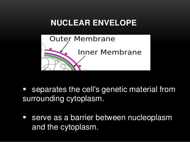 CELL NUCLEUS