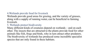 4.Wetlands provide food for livestock
Wetlands provide good areas for grazing, and the variety of grasses,
along with a supply of running water, can be beneficial to farming
livestock.
5. Wetlands protect biodiversity
Many different kinds of creatures depend on wetlands – and on each
other. The insects that are attracted to the plants provide food for other
animals like fish, frogs and birds, who in turn attract other predators.
The biodiversity of wetlands has produced some incredible specialist
species that are only found in these habitats.
 